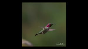 Anna's Hummingbird